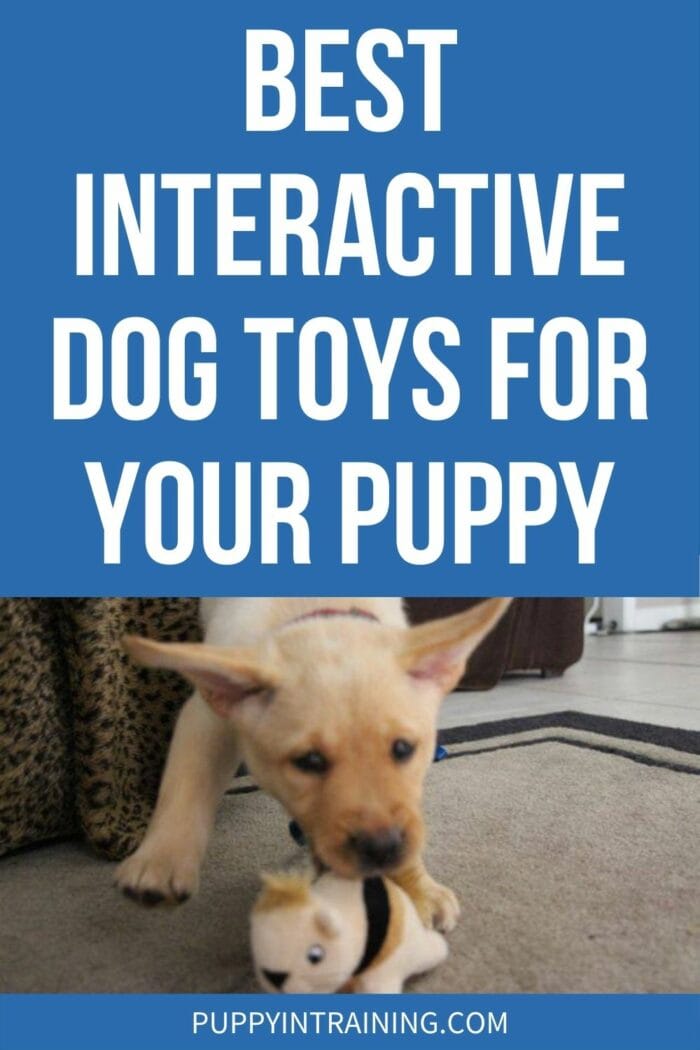 Best Interactive Dog Toys to Beat Boredom in 2023