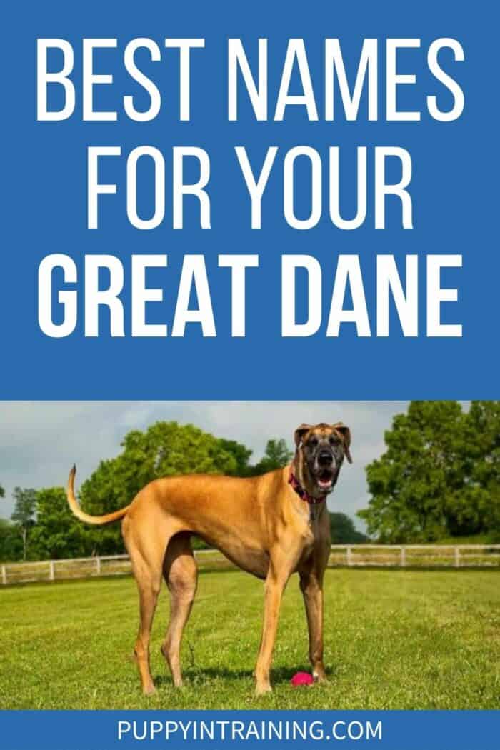 Best Names For Your Great Dane - Great Dane standing in a grass field