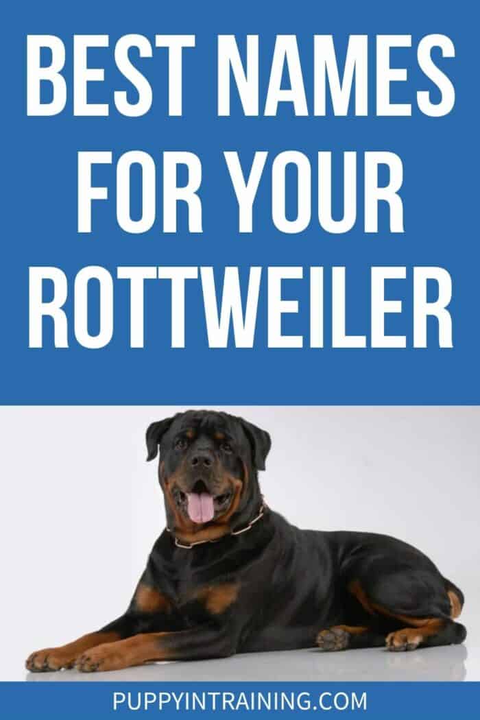 Best Names For Your Rottweiler - Rottie in a down position