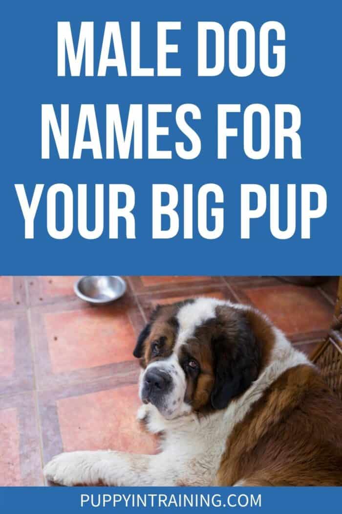 Male Dog Names For your Big Pup - St Bernard sitting waiting for food.