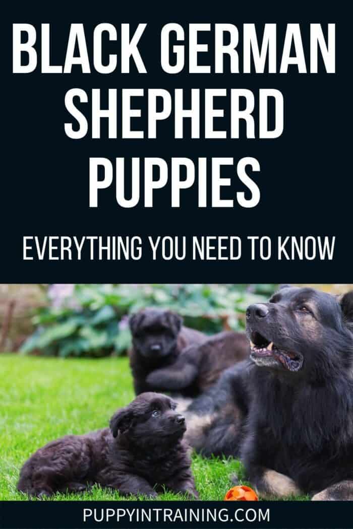 Black German Shepherd Puppies - Everything You Need To Know - German Shepherd Mommy next to two black German Shepherd Puppies