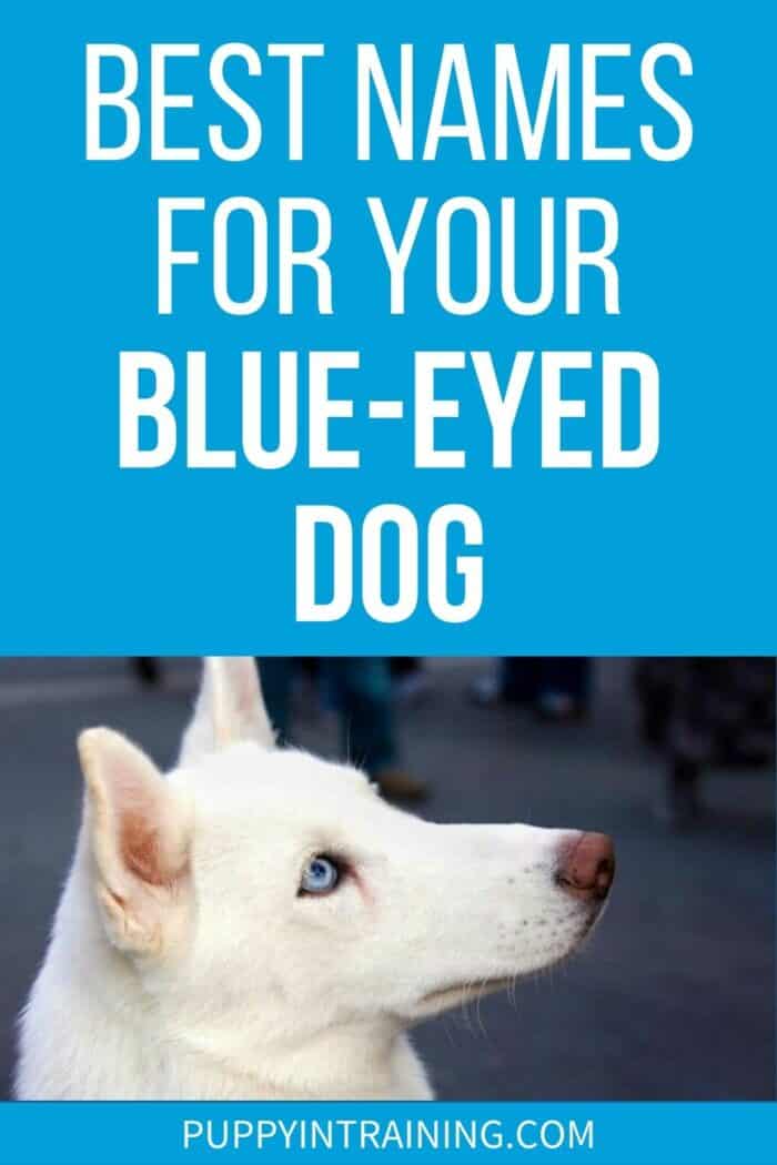 Best Names For Your Blue-Eyed Dog - white dog with blue eyes