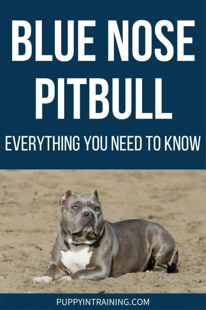 Blue Nose Pitbull - Everything You Need To Know - Pitbull down in the dirt