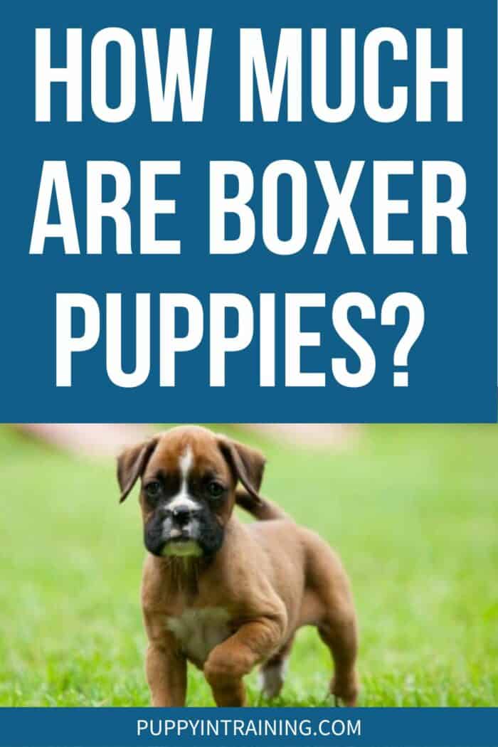 How Much Are Boxer Puppies - Boxer puppy standing in the grass