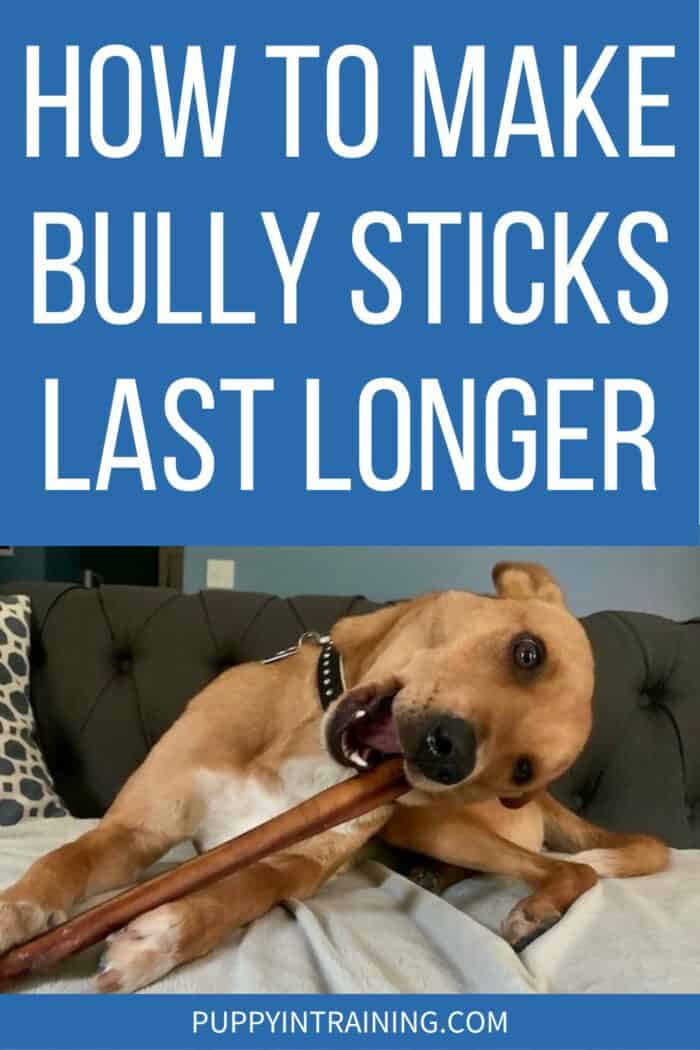 How To Make Bully Sticks Last Longer - Wally chomping on extra large bully stick on the couch.