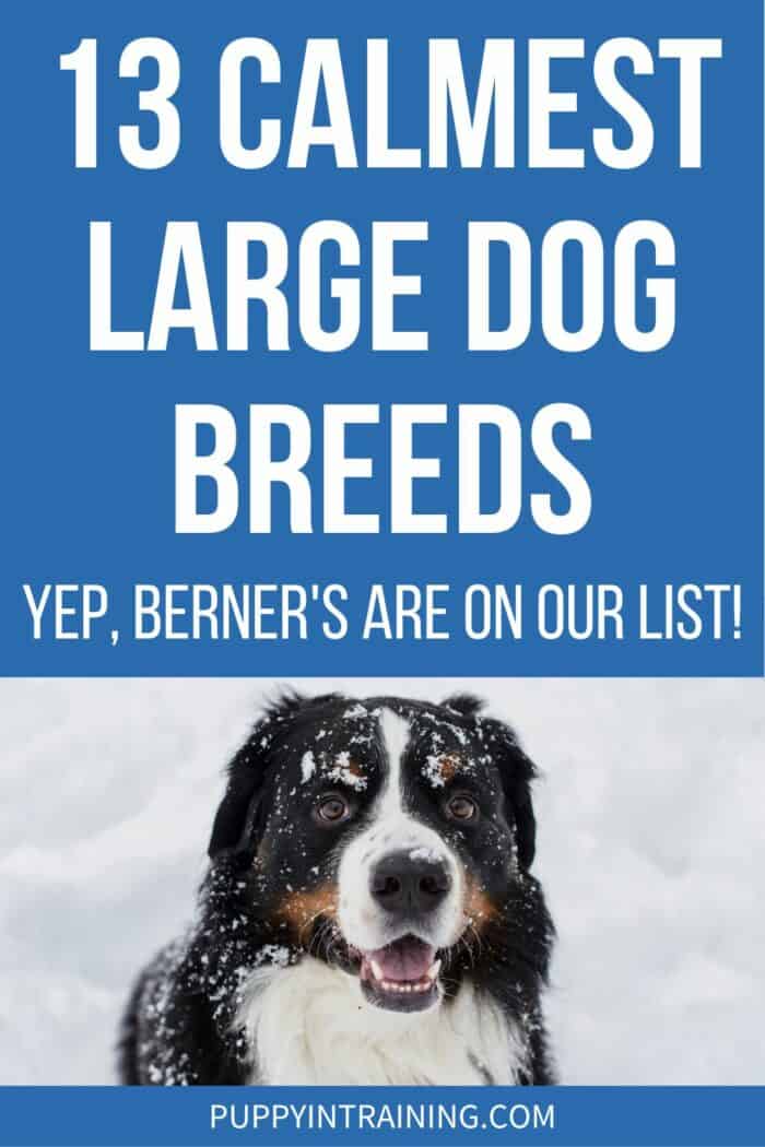 13 Calmest Large Dog Breeds - Yep, Berner's Are On Our List - Bernese Mountain Dog sitting in the snow with snow on his face.