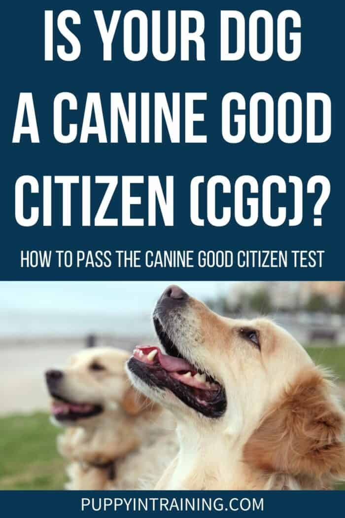 Hur tränar jag min hund för att klara Canine Good Citizen Test?