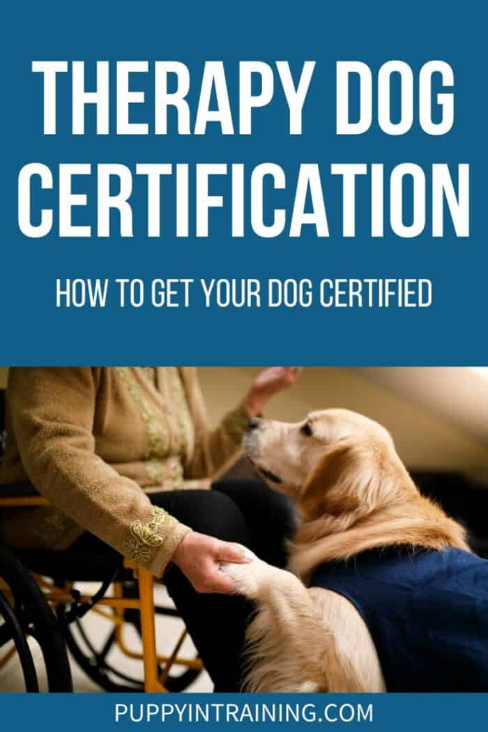 Hur får jag min hund certifierad som terapihund?