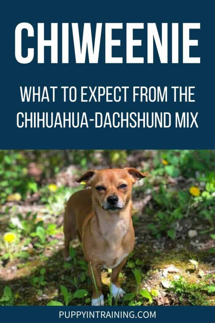 Chiweenie - What To Expect From The Chihuahua-Dachshund Mix - Chiweenie standing in the field