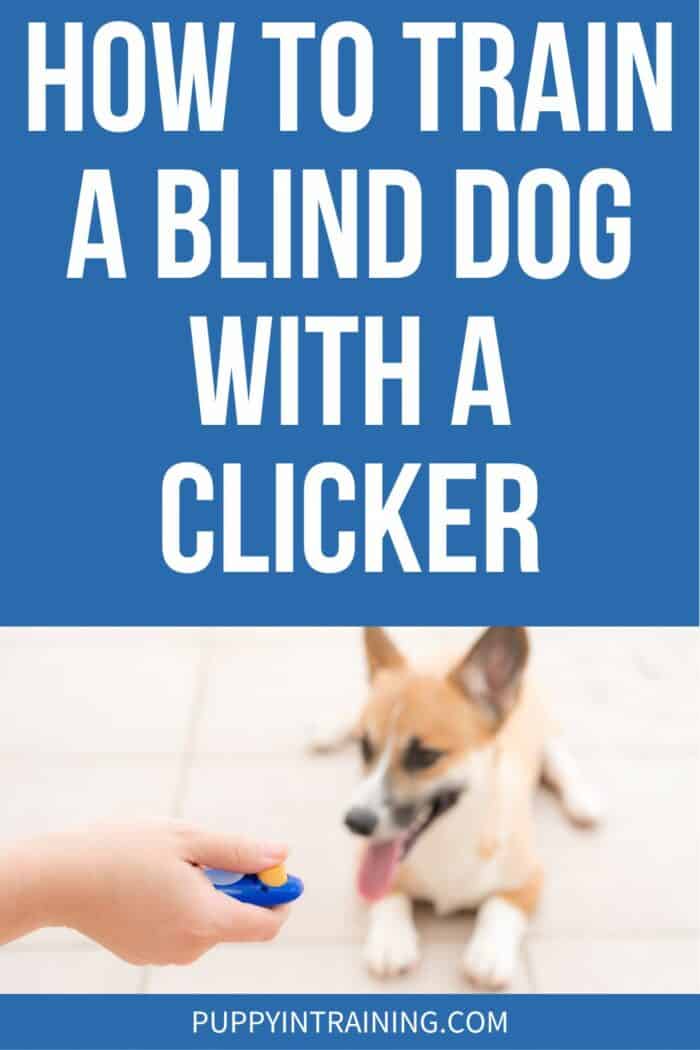 How To Train A Blind Dog With A Clicker - training Corgi with a clicker