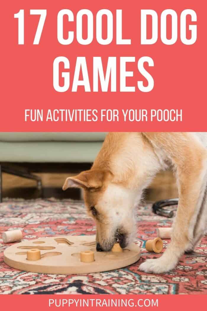 10 Fun Brain Games For Dogs - Puppy Leaks