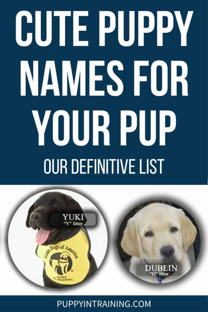 Cute Puppy Names For Your Pup - Our Definitive List