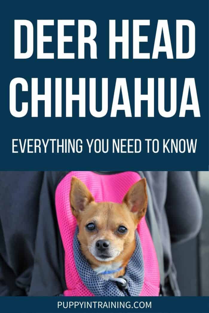 Deer Head Chihuahua - Everything You Need To Know - Chi riding in a pink backpack