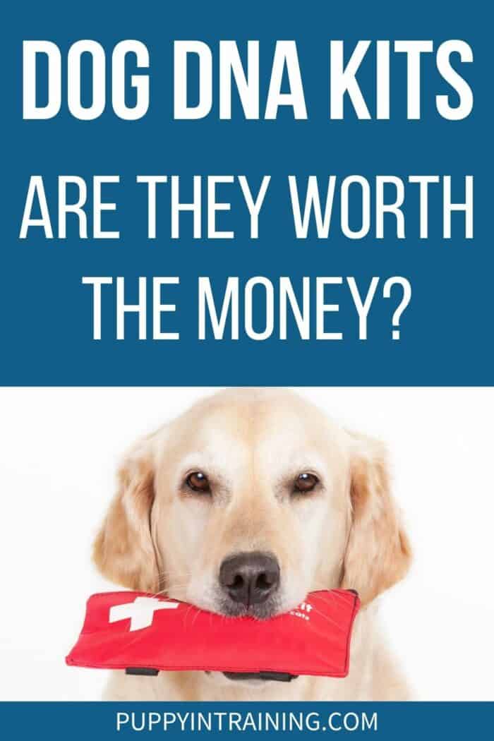 Dog DNA Kits - Are They Worth The Money? - Golden Retriever holding red pouch in his mouth.