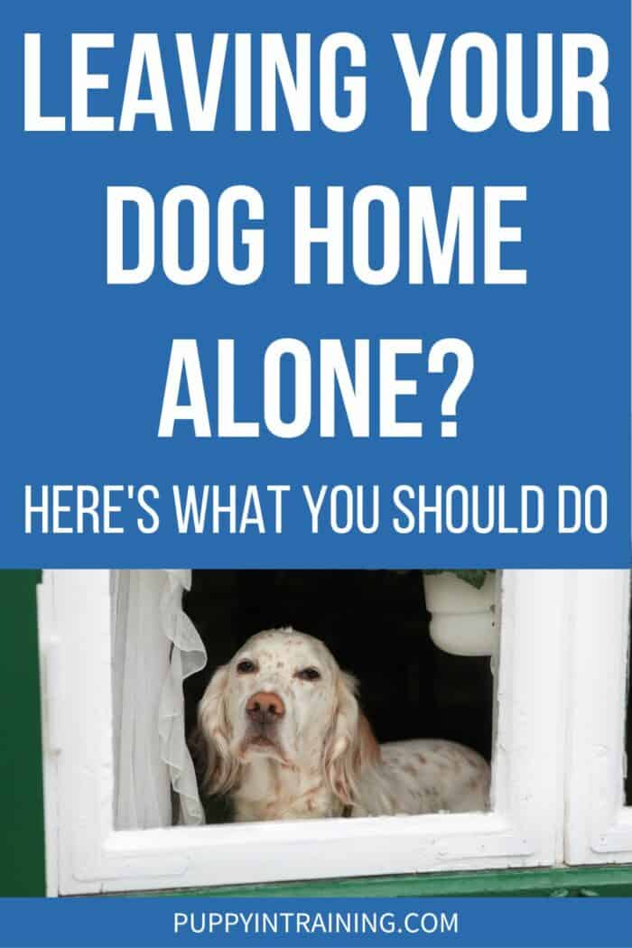 Leaving Your Dog Home Alone? Here's What You Should Do - spotted white dog staring out the window