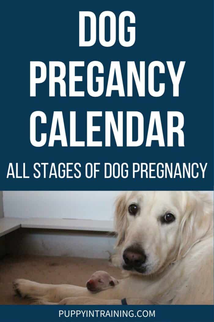 Dog Pregnancy Chart