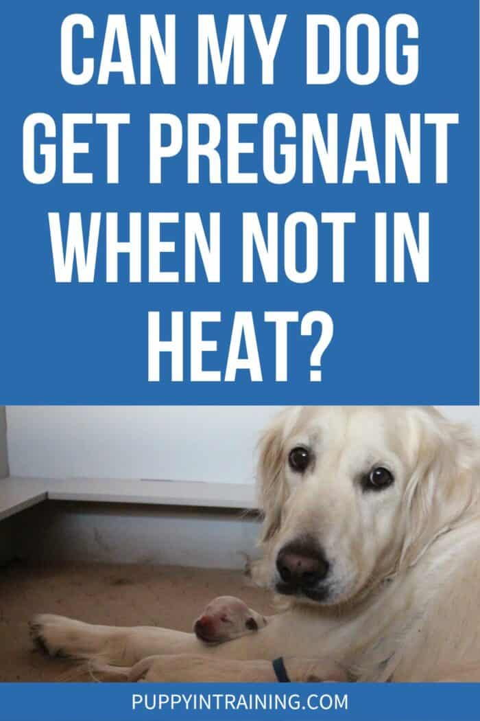 Can My Dog Get Pregnant When Not In Heat? - Golden Retriever in whelping box with puppies