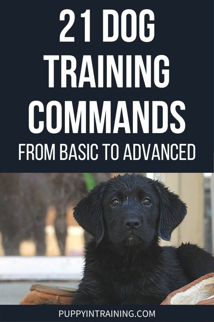 21 Dog Training Commands From Basic To Advanced - Black Labrador Retriever puppy patiently waits in a down-stay next to brown slippers.