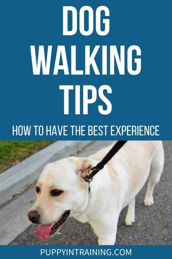 Dog Walking Tips: How To Have The Best Experience - Yellow Lab walking on leash