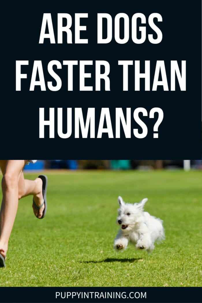 Are Dogs Faster Than Humans? - small dog chasing human on the grass