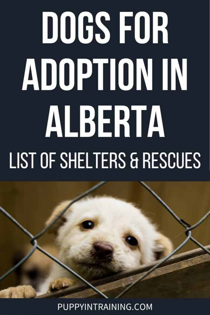 Dogs For Adoption In Alberta - List of Shelters & Rescues - puppy looking through fence