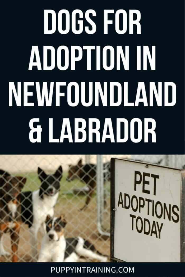 Dogs For Adoption In Newfoundland & Labrador - Sign says pet adoptions today with dogs behind fence in the background.