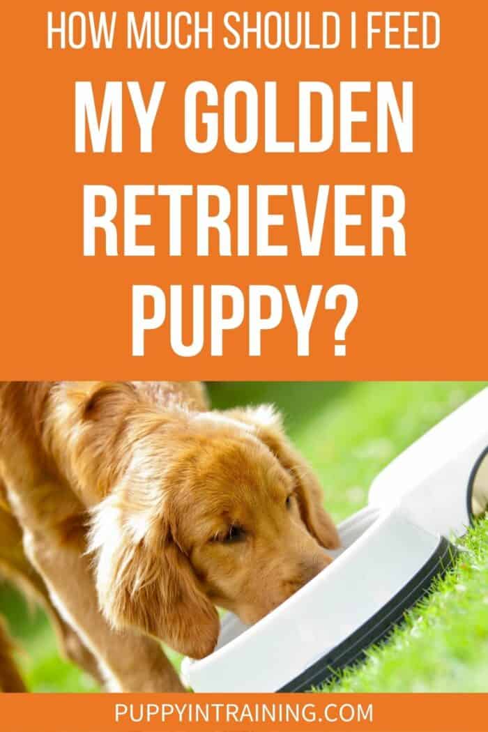 How Much Should I Feed My Golden Retriever Puppy? - Golden puppy eating out of a white bowl in the grass.