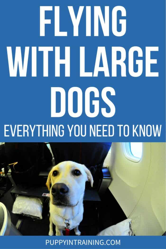 Flying With Large Dogs - Everything You Need To Know