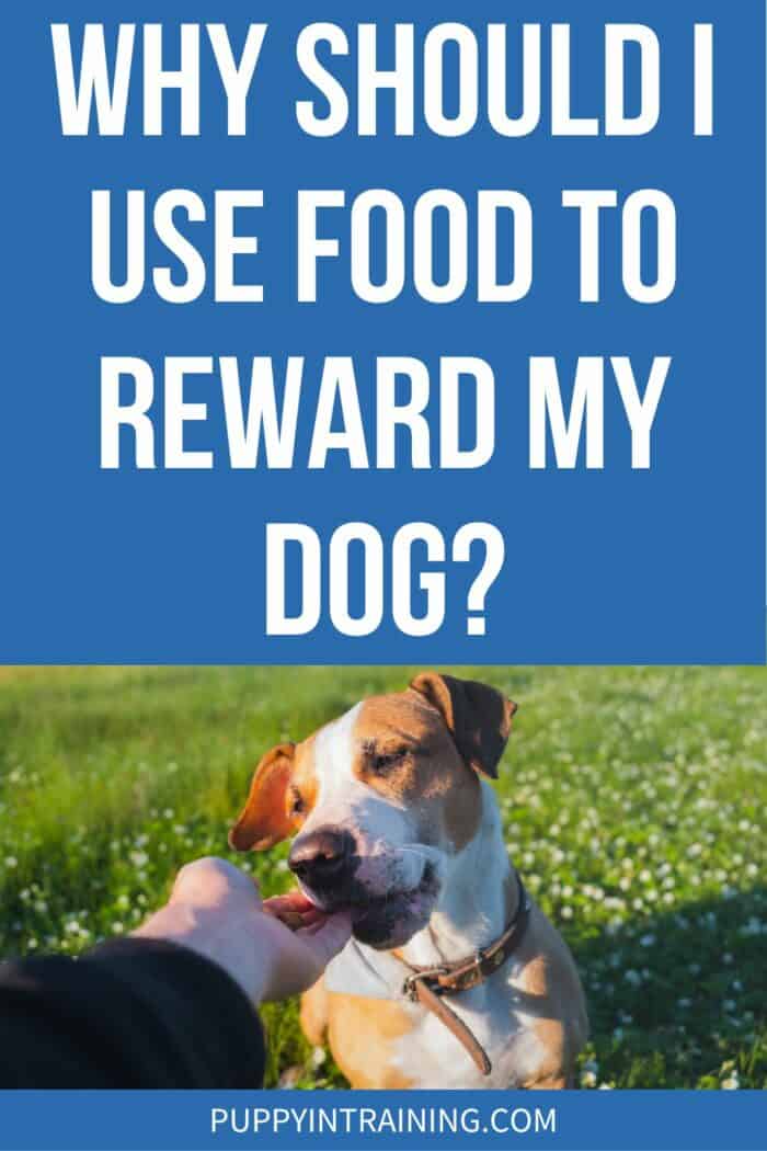 Why Should I Use Food To Reward My Dog? - dog sitting in grass getting treats by hand