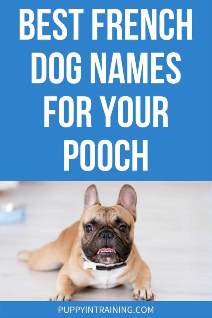 Best French Dog Names For Your Pooch - french bulldog in a down -stay.