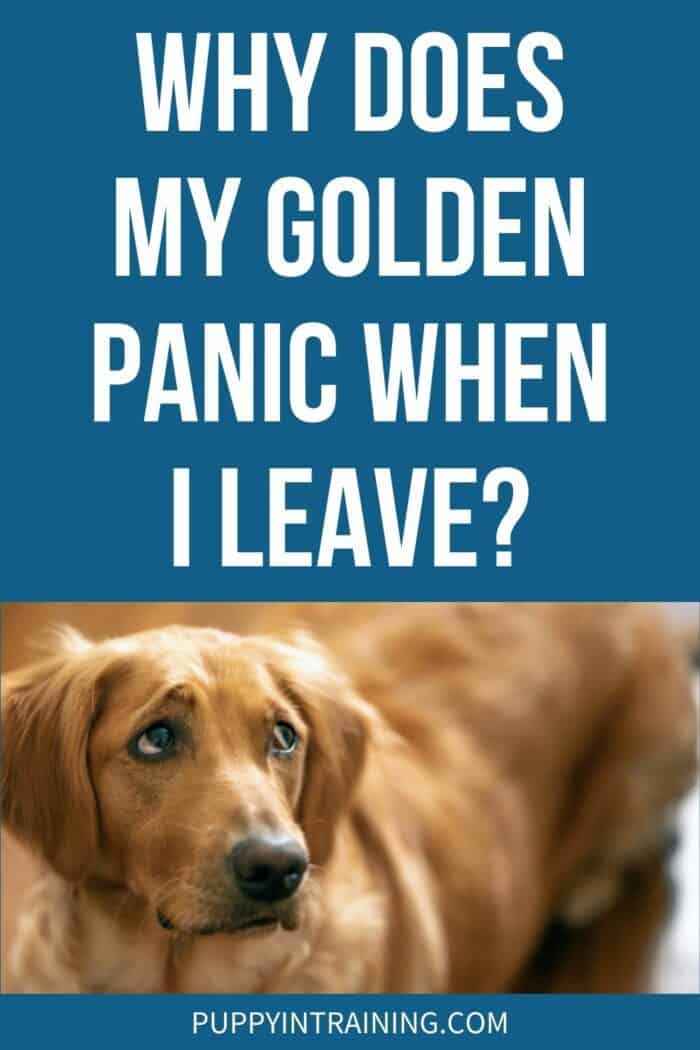 Why Does My Golden Panic When I Leave? - Golden Retriever looking up in an anxious state.