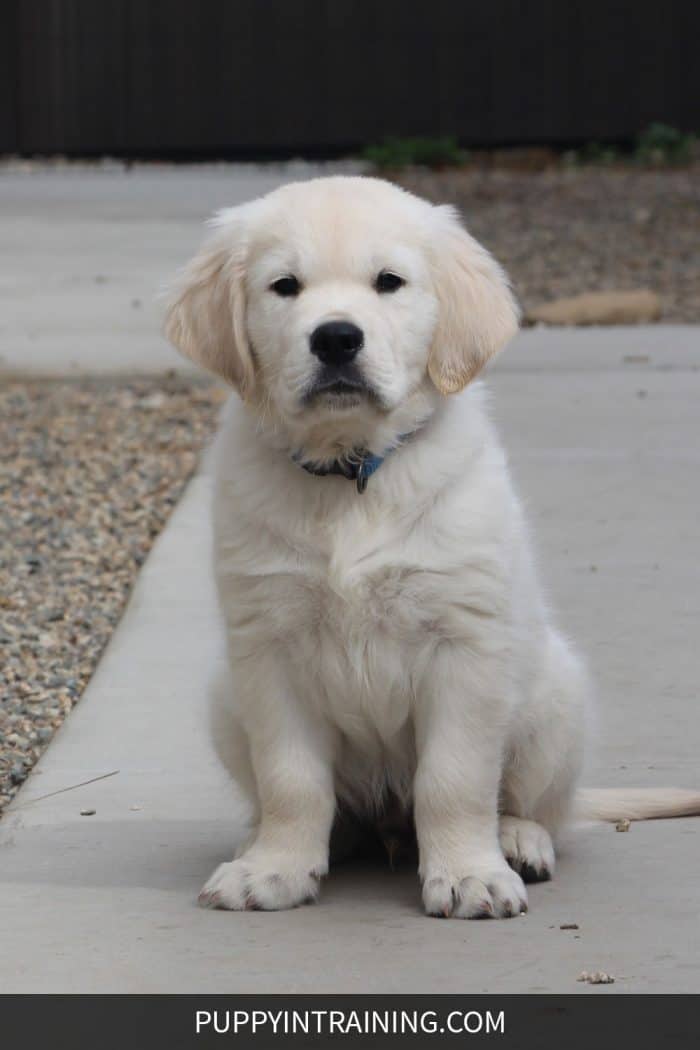 Golden Retriever puppy, Charlie Bear - Golden puppy sitting on the concrete waiting for release command