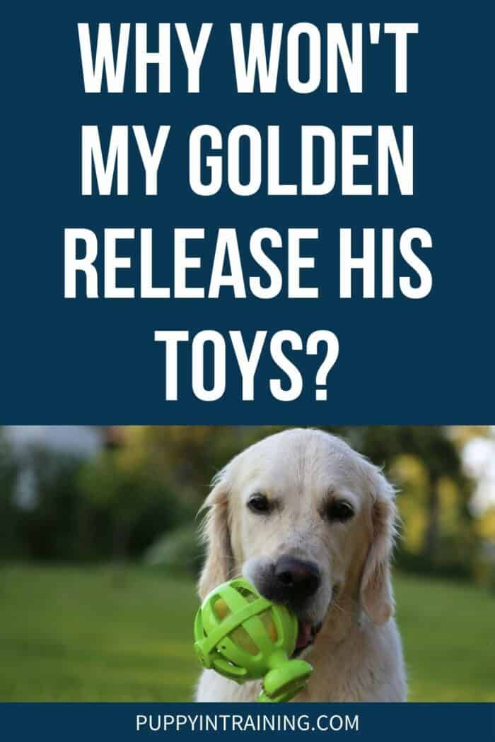 Golden Retriever holding green toy sitting on the grass