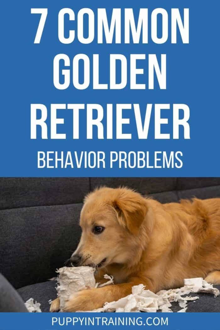 7 Common Golden Retriever Behavior Problems - Golden Retriever chewing on paper towels