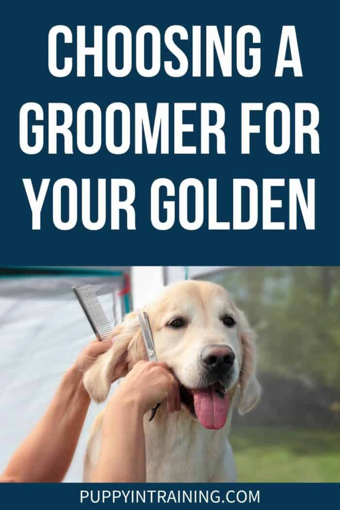 Choosing A Groomer For Your Golden - Golden Retriever getting his ears trimmed and groomed.