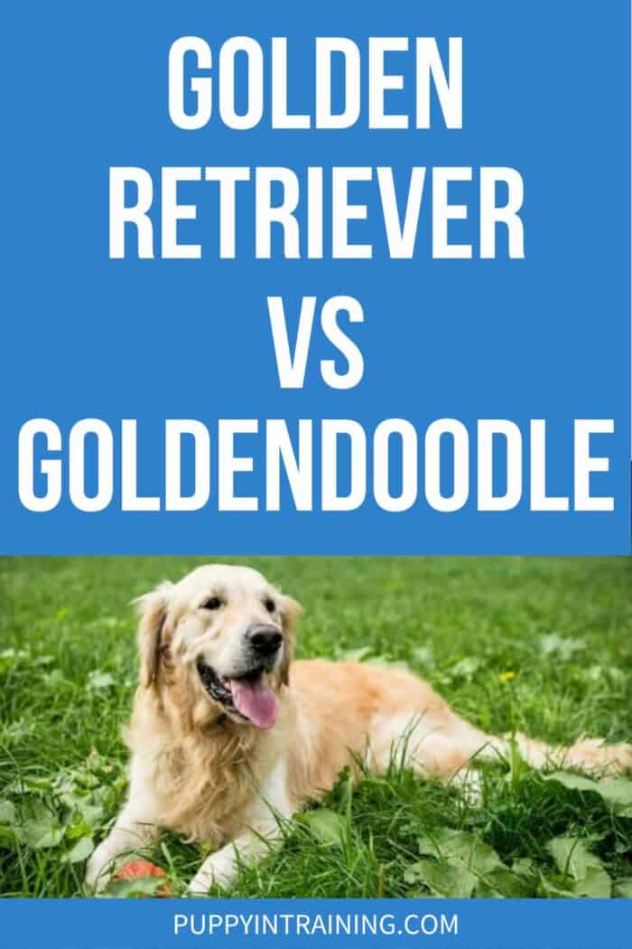 Golden Retriever vs Goldendoodle - Golden Retriever lying in the grass