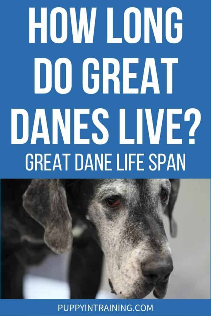 How Long Do Great Danes Live? - Great Dane Life Span - Grey faced Great Dane looking ahead