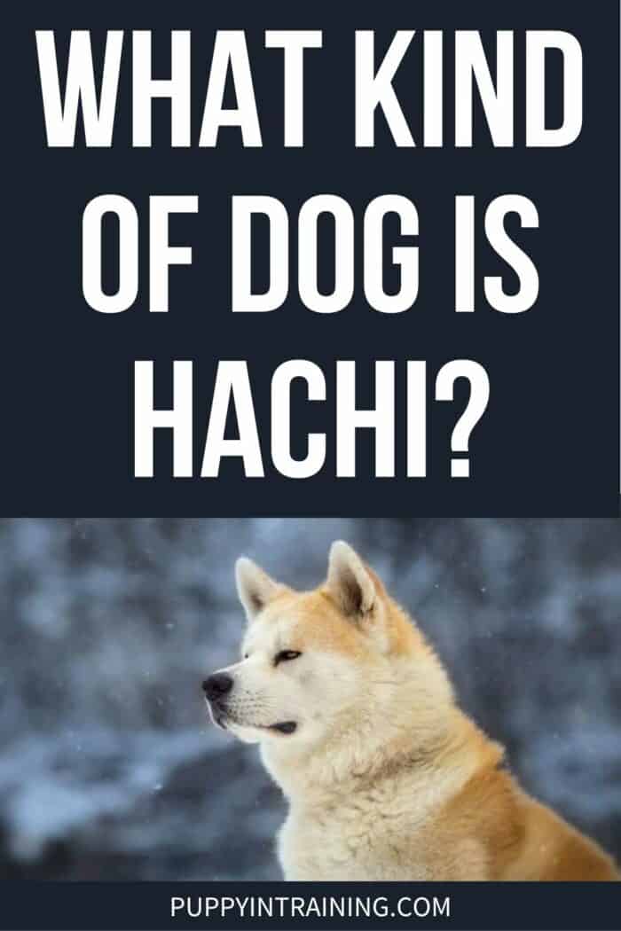 What Kind Of Dog Is Hachi - Aikitainu dog standing in the snow