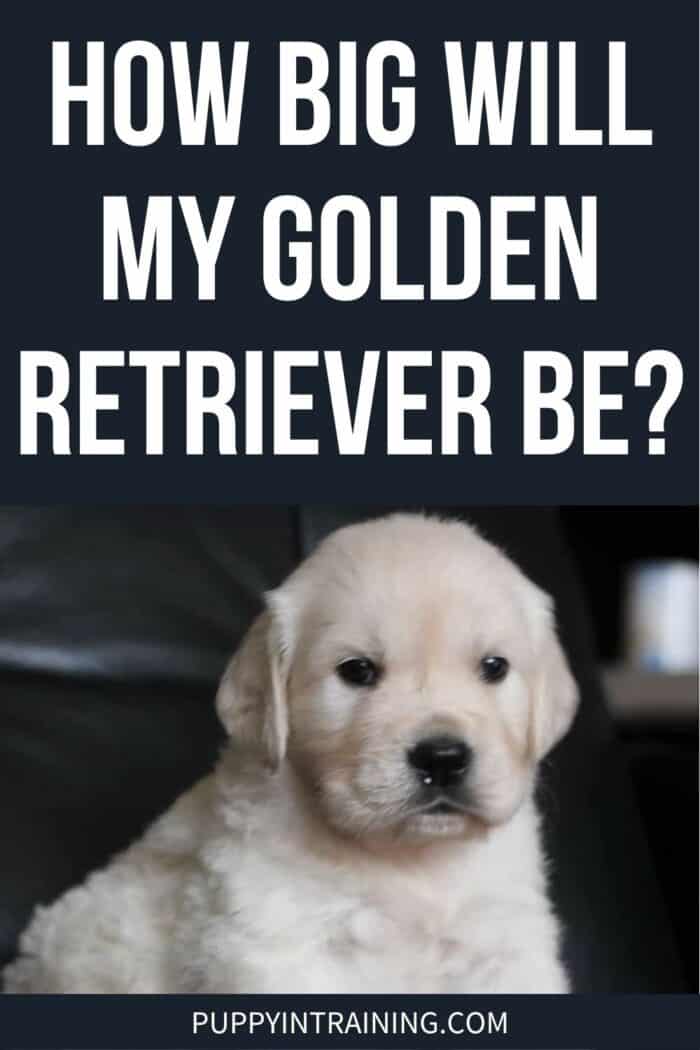 How Big Will My Golden Retriever Be? - Light Golden puppy sitting on a black chair