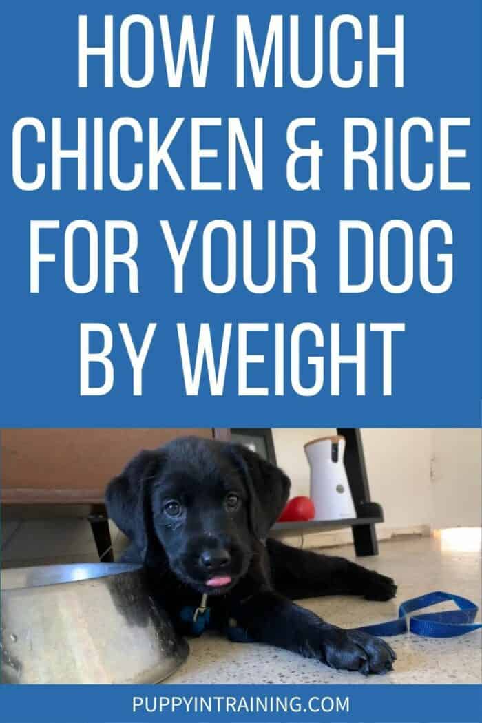 How Much Chicken & Rice For Your Dog By Weight? Black Lab puppy lying down underneath/beside his bowl with cartoon drawn dog