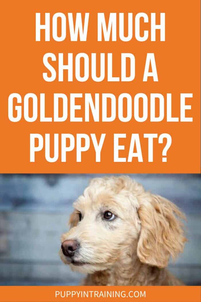 How Much Should A Goldendoodle Puppy Eat? - Goldendoodle looking to the side