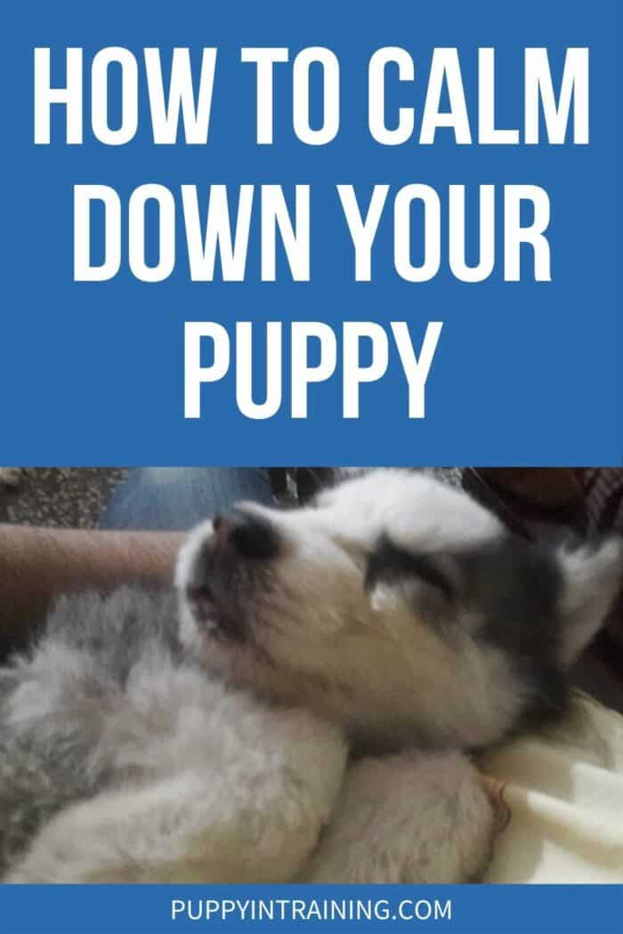 How To Calm Down Your Puppy - Husky puppy relaxing