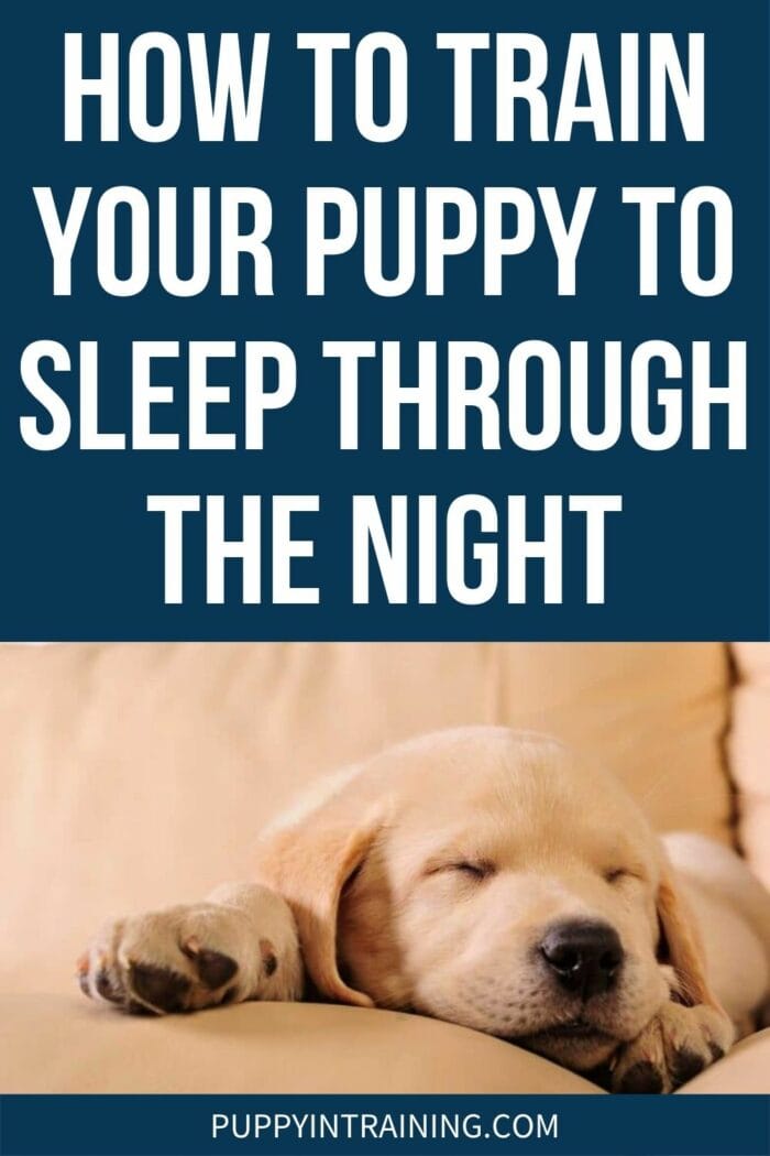 How To Train Your Puppy To Sleep Through The Night - Yellow lab puppy sleeping on the couch