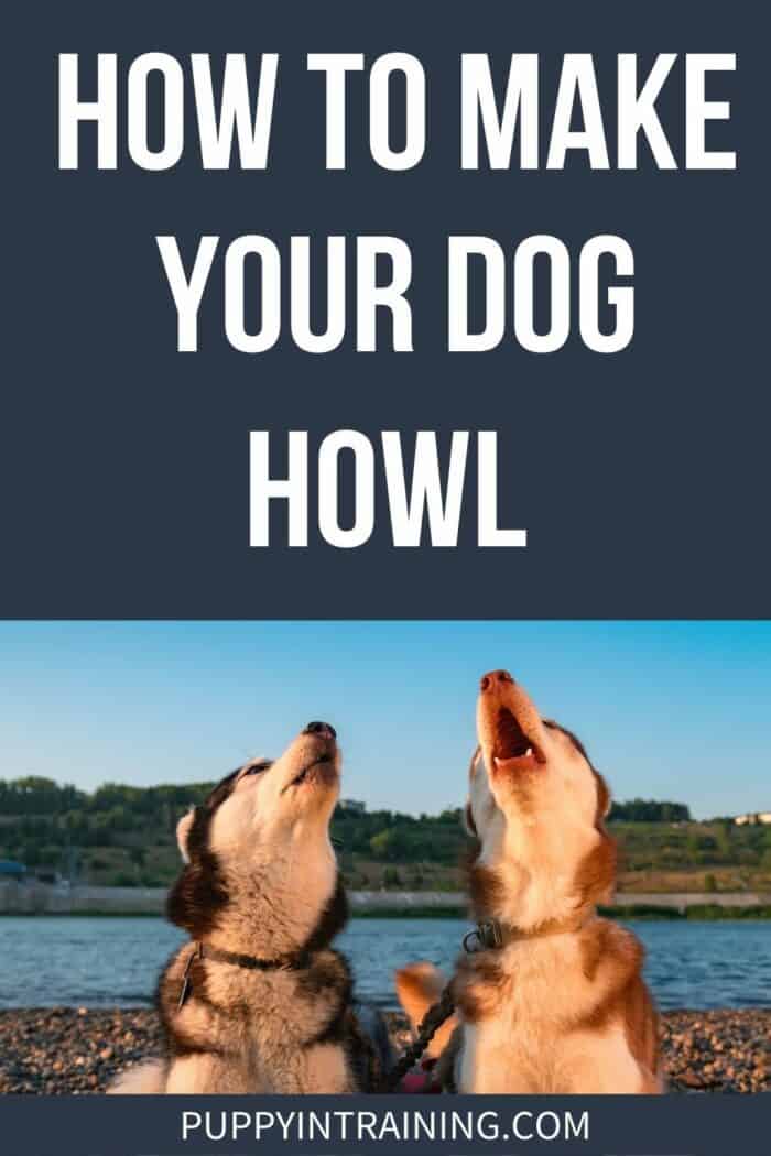 How To Make Your Dogs Howl - Howling Dogs