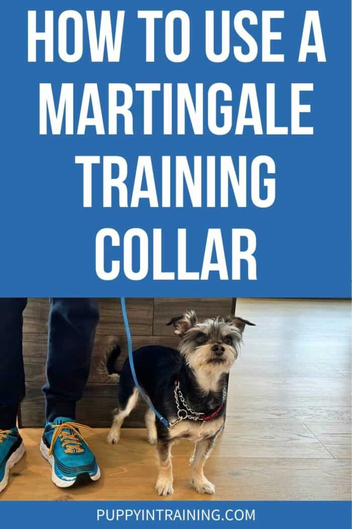 How To use A Martingale Training Collar - small dog on leash in heel position with martingale collar