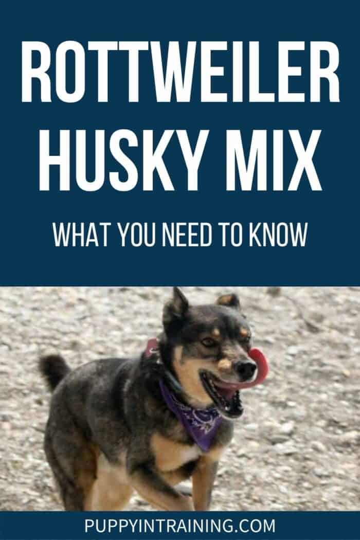 Rottweiler Husky Mix - What You Need To Know - Rottskie running on the dirt