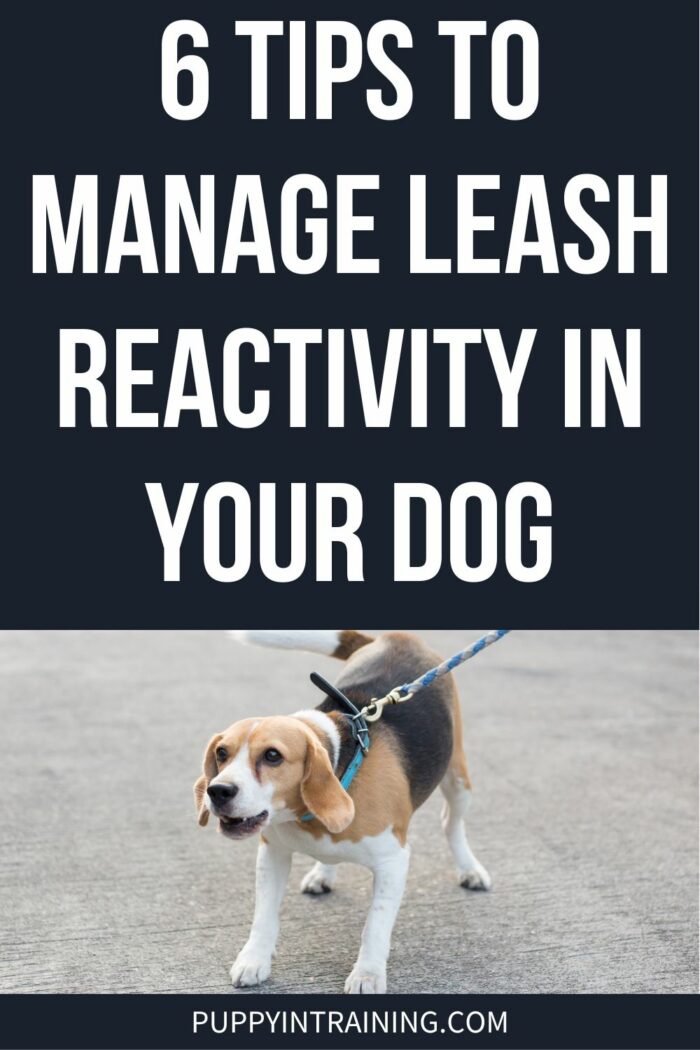 6 Tips To Manage Leash Reactivity In Your Dog - Beagle pulling on leash and growling.