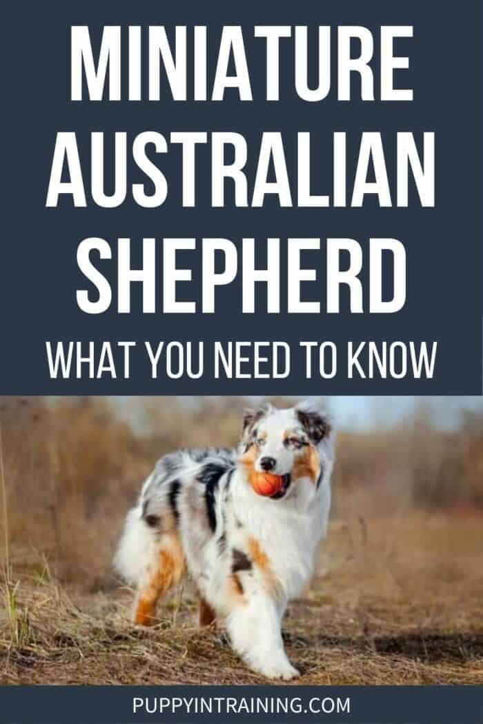 Miniature Australian Shepherd - What You Need To Know - Blue merle Aussie with ball in his mouth.