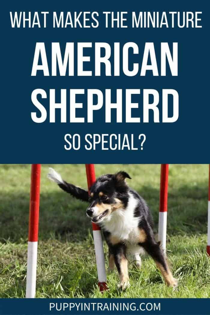 What Makes The Miniature American Shepherd So Special? - Black and Tan Shepherd weaving through red and white poles