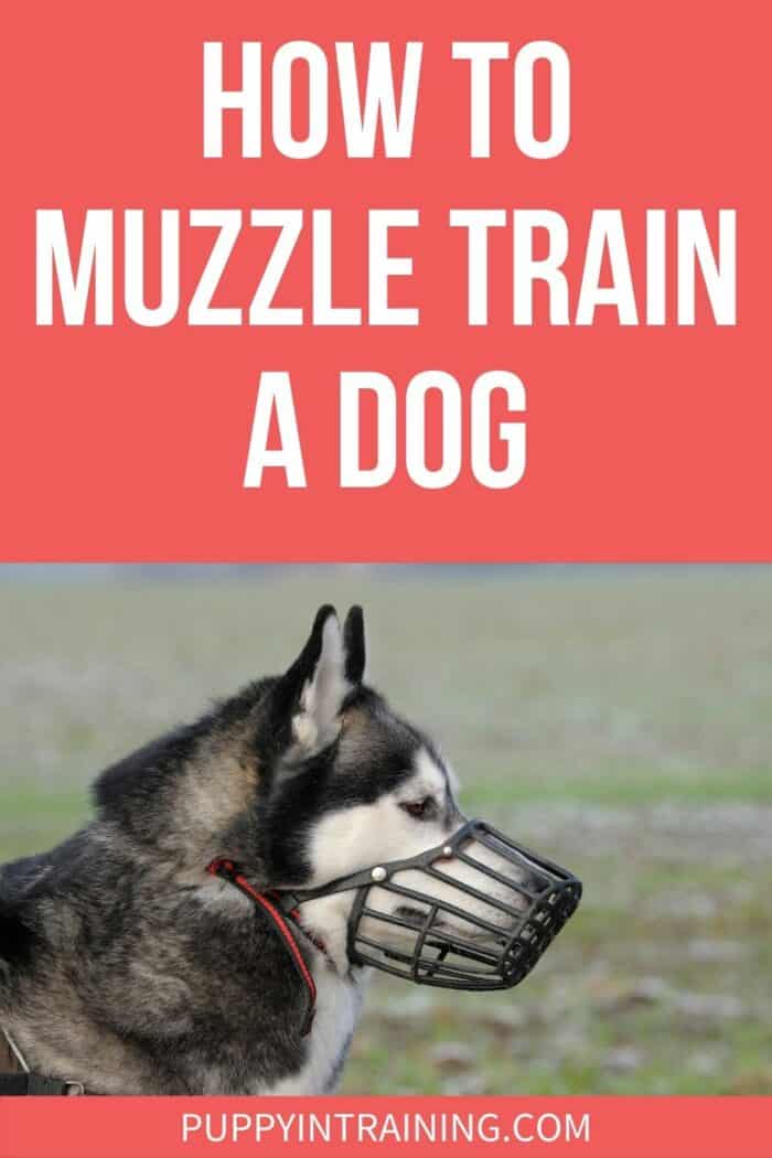 How To Muzzle Train A Dog - Husky wearing a muzzle